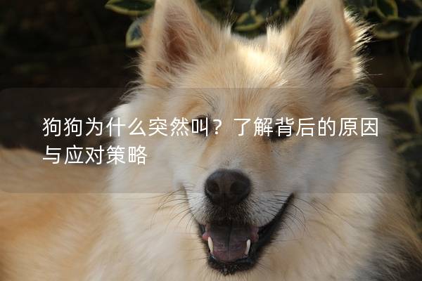 狗狗为什么突然叫？了解背后的原因与应对策略