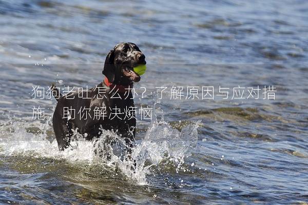 狗狗老吐怎么办？了解原因与应对措施，助你解决烦恼