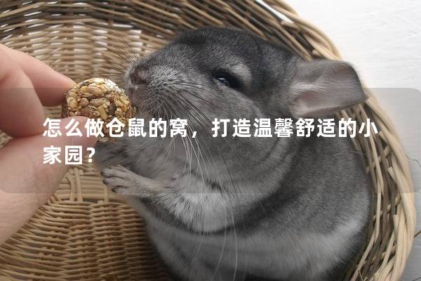 怎么做仓鼠的窝，打造温馨舒适的小家园？