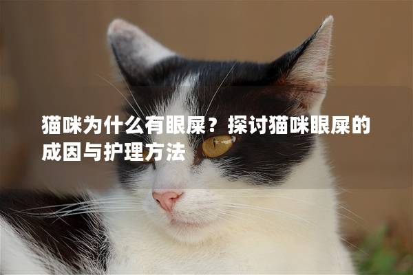 猫咪为什么有眼屎？探讨猫咪眼屎的成因与护理方法