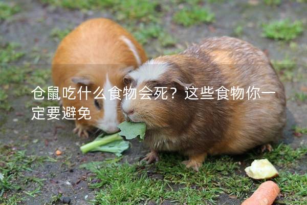 仓鼠吃什么食物会死？这些食物你一定要避免