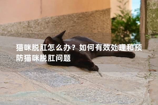 猫咪脱肛怎么办？如何有效处理和预防猫咪脱肛问题