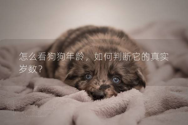 怎么看狗狗年龄,如何判断它的真实岁数? 怎么看狗狗年龄,如何判断它的真实岁数?