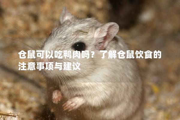 仓鼠可以吃鸭肉吗？了解仓鼠饮食的注意事项与建议
