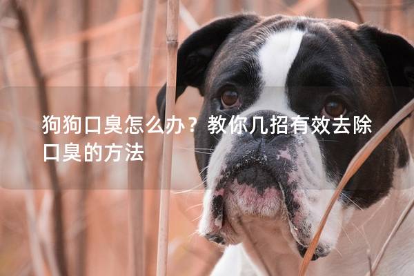 狗狗口臭怎么办？教你几招有效去除口臭的方法