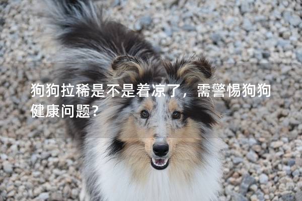 狗狗拉稀是不是着凉了,需警惕狗狗健康问题? 狗狗拉稀是不是着凉了,需警惕狗狗健康问题?
