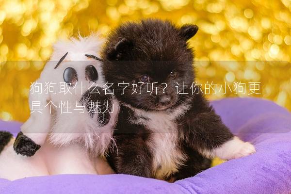 狗狗取什么名字好听？让你的小狗更具个性与魅力