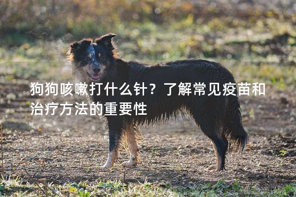 狗狗咳嗽打什么针?了解常见疫苗和治疗方法的重要性 狗狗咳嗽打什么针?了解常见疫苗和治疗方法的重要性