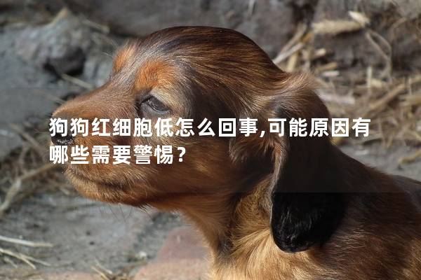 狗狗红细胞低怎么回事,可能原因有哪些需要警惕？