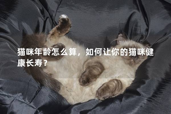 猫咪年龄怎么算，如何让你的猫咪健康长寿？