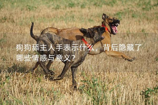狗狗舔主人手表示什么，背后隐藏了哪些情感与意义？