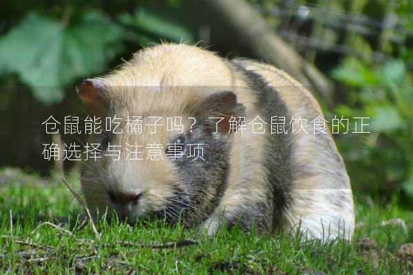 仓鼠能吃橘子吗？了解仓鼠饮食的正确选择与注意事项