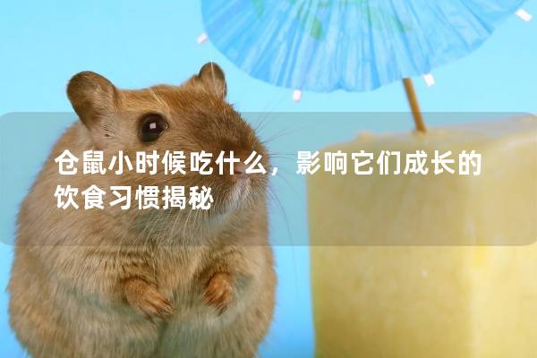仓鼠小时候吃什么，影响它们成长的饮食习惯揭秘