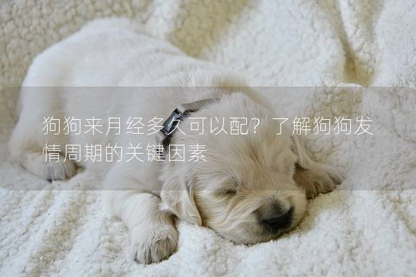 狗狗来月经多久可以配？了解狗狗发情周期的关键因素