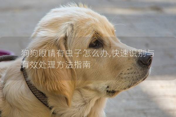狗狗眼睛有虫子怎么办,快速识别与有效处理方法指南 狗狗眼睛有虫子怎么办,快速识别与有效处理方法指南