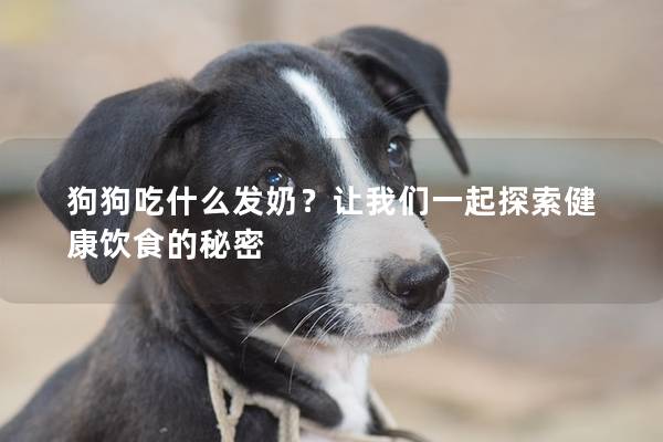 狗狗吃什么发奶？让我们一起探索健康饮食的秘密