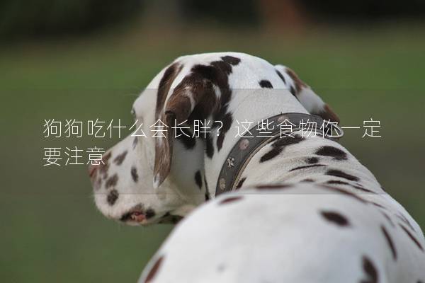 狗狗吃什么会长胖？这些食物你一定要注意