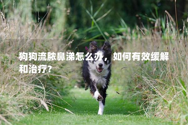 狗狗流脓鼻涕怎么办,如何有效缓解和治疗? 狗狗流脓鼻涕怎么办,如何有效缓解和治疗?