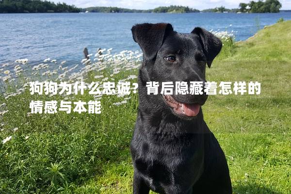 狗狗为什么忠诚？背后隐藏着怎样的情感与本能