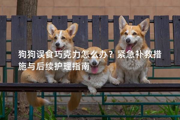 狗狗误食巧克力怎么办?紧急补救措施与后续护理指南 狗狗误食巧克力怎么办?紧急补救措施与后续护理指南