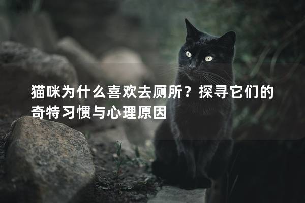猫咪为什么喜欢去厕所？探寻它们的奇特习惯与心理原因