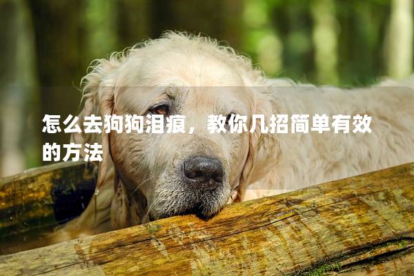 怎么去狗狗泪痕,教你几招简单有效的方法 怎么去狗狗泪痕,教你几招简单有效的方法