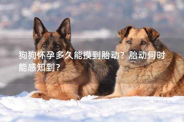 狗狗怀孕多久能摸到胎动?胎动何时能感知到? 狗狗怀孕多久能摸到胎动?胎动何时能感知到?