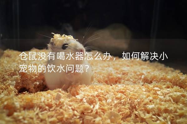 仓鼠没有喝水器怎么办，如何解决小宠物的饮水问题？