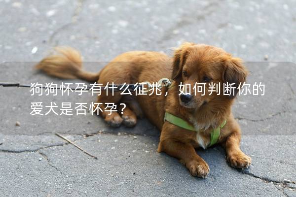 狗狗怀孕有什么征兆，如何判断你的爱犬是否怀孕？