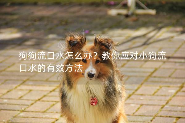 狗狗流口水怎么办？教你应对小狗流口水的有效方法