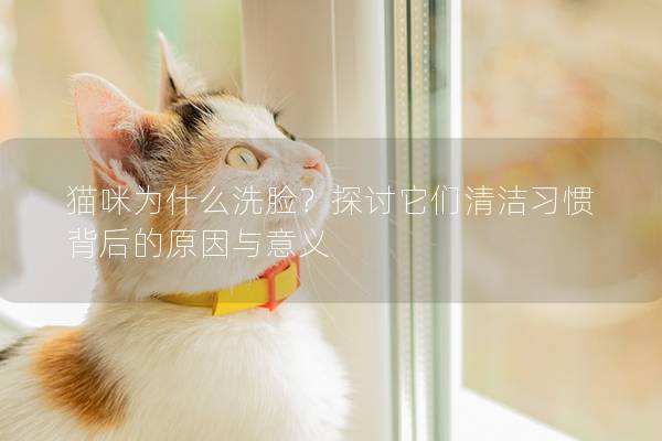 猫咪为什么洗脸？探讨它们清洁习惯背后的原因与意义