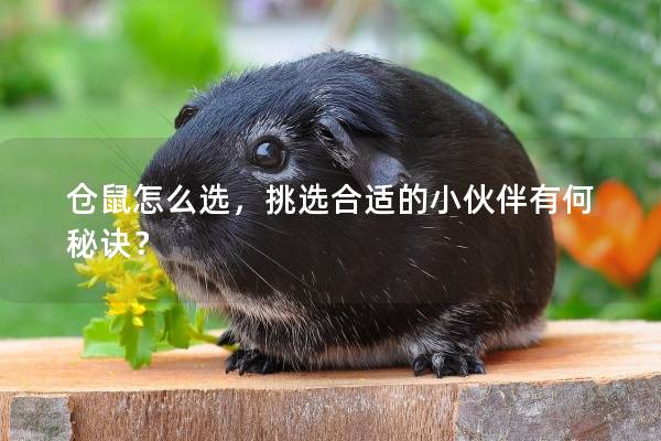 仓鼠怎么选，挑选合适的小伙伴有何秘诀？