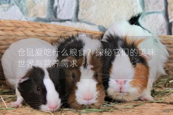 仓鼠爱吃什么粮食?探秘它们的美味世界与营养需求 仓鼠爱吃什么粮食?探秘它们的美味世界与营养需求