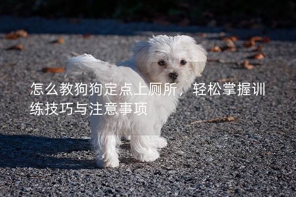 怎么教狗狗定点上厕所，轻松掌握训练技巧与注意事项