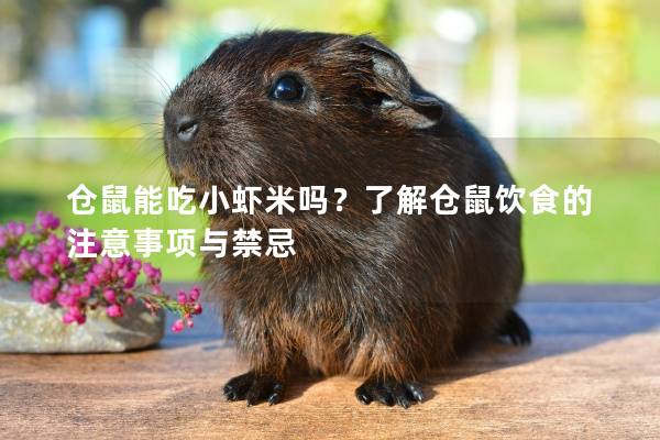 仓鼠能吃小虾米吗？了解仓鼠饮食的注意事项与禁忌