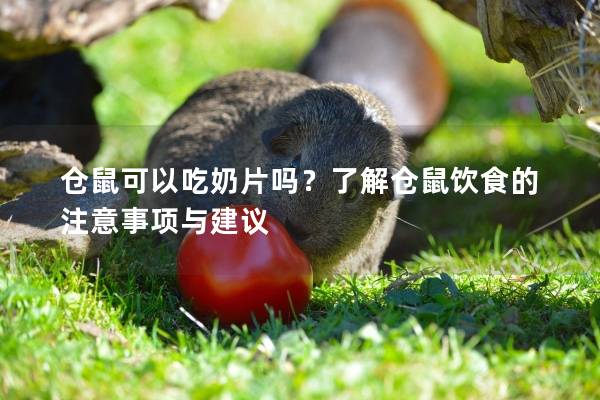 仓鼠可以吃奶片吗？了解仓鼠饮食的注意事项与建议