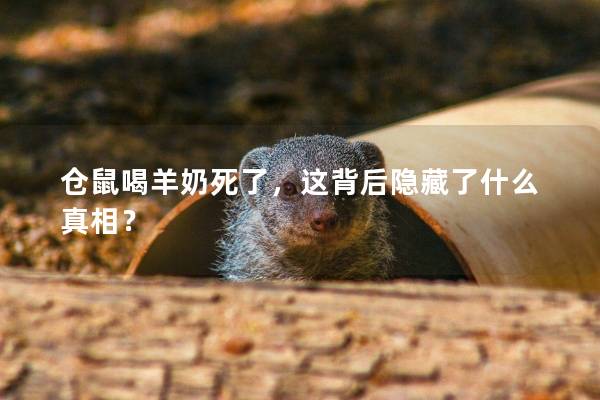 仓鼠喝羊奶死了，这背后隐藏了什么真相？