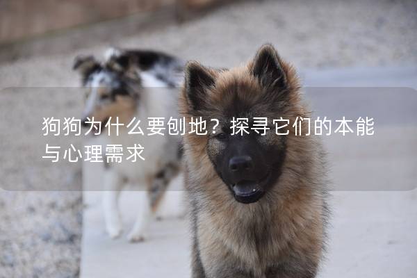 狗狗为什么要刨地？探寻它们的本能与心理需求