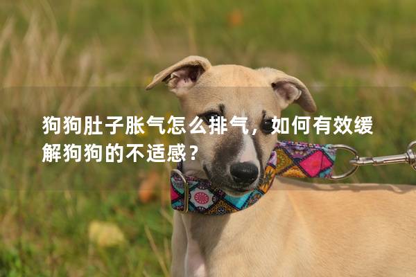 狗狗肚子胀气怎么排气，如何有效缓解狗狗的不适感？