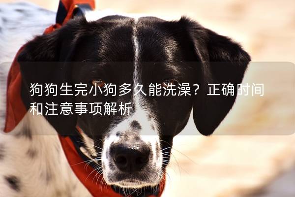 狗狗生完小狗多久能洗澡？正确时间和注意事项解析