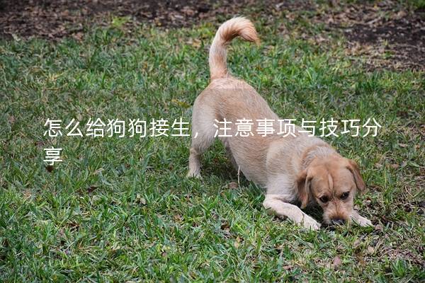 怎么给狗狗接生，注意事项与技巧分享