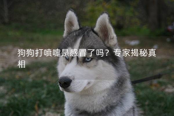 狗狗打喷嚏是感冒了吗?专家揭秘真相 狗狗打喷嚏是感冒了吗?专家揭秘真相