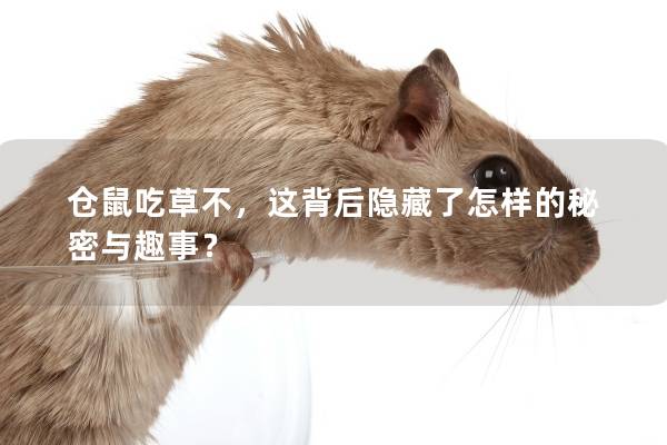 仓鼠吃草不，这背后隐藏了怎样的秘密与趣事？