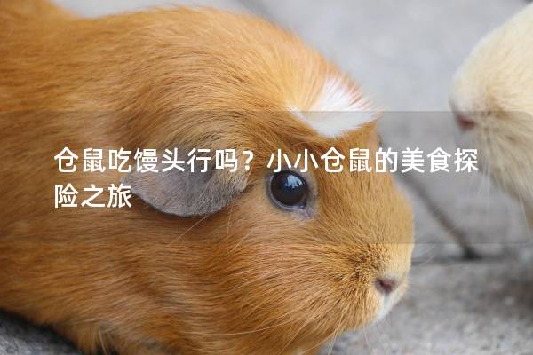 仓鼠吃馒头行吗？小小仓鼠的美食探险之旅