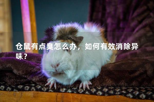 仓鼠有点臭怎么办，如何有效消除异味？