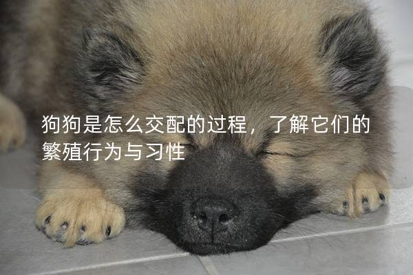 狗狗是怎么交配的过程，了解它们的繁殖行为与习性