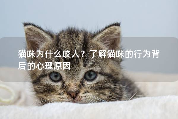 猫咪为什么咬人？了解猫咪的行为背后的心理原因