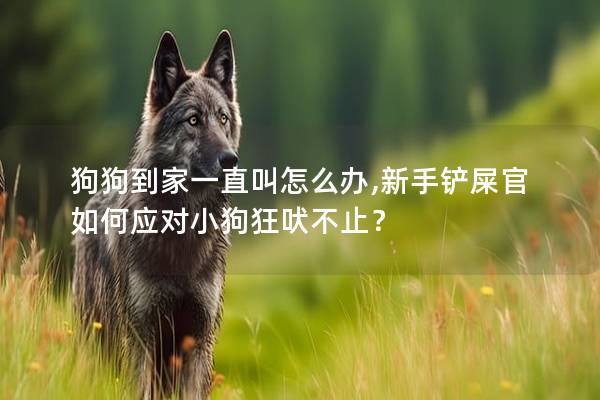 狗狗到家一直叫怎么办,新手铲屎官如何应对小狗狂吠不止？