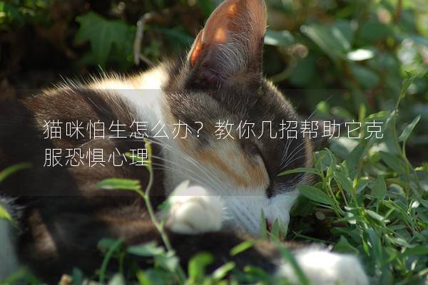 猫咪怕生怎么办？教你几招帮助它克服恐惧心理