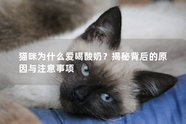 猫咪为什么爱喝酸奶？揭秘背后的原因与注意事项